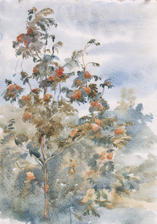 portfolio_gal/Aquarelle/Rowan tree 18x12.jpg